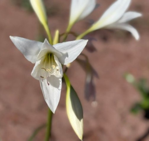 Crinum paludosum stamens and styles